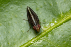 Cephaloconus cyprinus