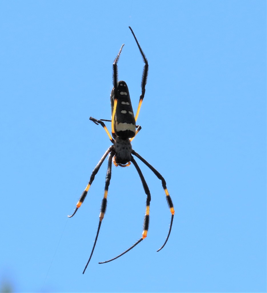 Banded-legged Golden Orb-web Spider from Mbuluzi Game Reserve, Eswatini