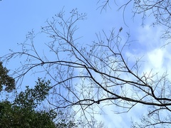 Alniphyllum pterospermum