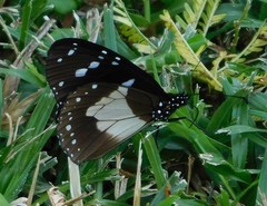 Amauris albimaculata