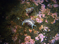 Coryphella monicae