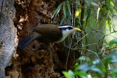 Pomatorhinus melanurus