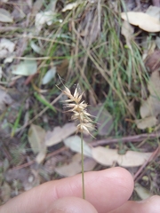 Echinopogon