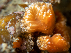 Aplidium benhami