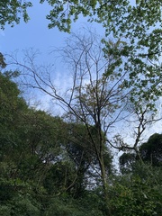 Alniphyllum pterospermum