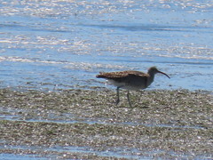 Numenius phaeopus phaeopus