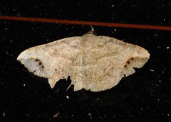 Maxera
