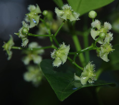 Euonymus australianus