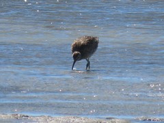 Numenius phaeopus phaeopus