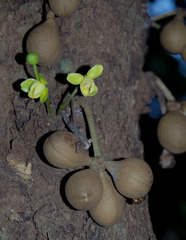 Stelechocarpus burahol