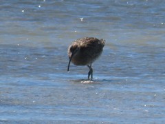 Numenius phaeopus phaeopus