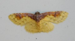 Syngatha latiflavaria