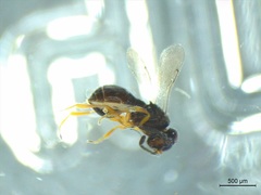 Teleasinae