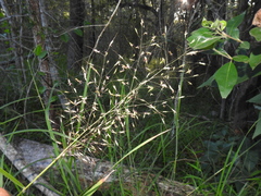 Capillipedium parviflorum