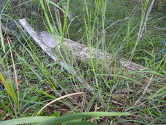 Capillipedium parviflorum