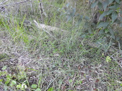 Capillipedium parviflorum