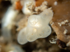 Eudistoma circumvallatum