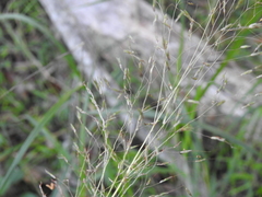 Capillipedium parviflorum