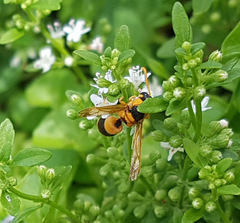 Anterhynchium nigrocinctum