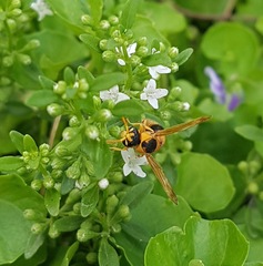 Anterhynchium nigrocinctum
