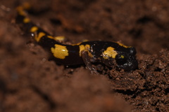 Ensatina eschscholtzii croceater