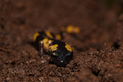 Ensatina eschscholtzii croceater