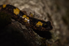 Ensatina eschscholtzii croceater