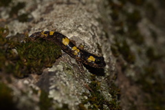 Ensatina eschscholtzii croceater