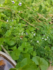 Anterhynchium nigrocinctum