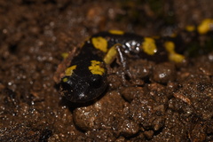 Ensatina eschscholtzii croceater