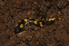 Ensatina eschscholtzii croceater