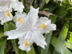 Iris japonica