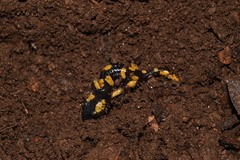 Ensatina eschscholtzii croceater