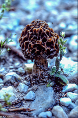 Morchella esculenta