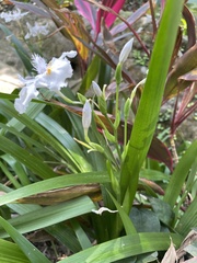 Iris japonica