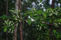 Euonymus australianus