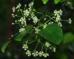 Euonymus australianus