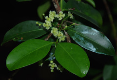 Euonymus australianus