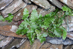 Tectaria zeilanica