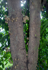 Stelechocarpus burahol