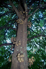 Stelechocarpus burahol