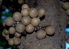 Stelechocarpus burahol