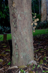 Stelechocarpus burahol