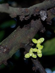 Stelechocarpus burahol