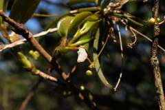 Thrixspermum formosanum