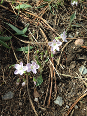 Claytonia rosea