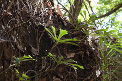 Aristolochia cucurbitifolia