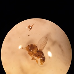 Trachysiphonella scutellata