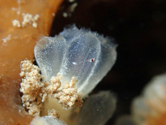 Eudistoma circumvallatum