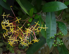 Ixora hookeri